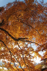 Natur, Landschaft, Herbst, Baum , Blätter , Schweiz, Wald, Reisen, Tourismus, Park , Grün, Travelling, Travel, Autmn, Autnm, Trip, Tourism,Switzerland, forest, tree, landscape, valley Mountain, Berg, 