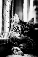 Portrait d'un adorable chaton angora tigr&eacute;