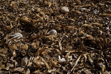 Dry seaweed on the beach sand