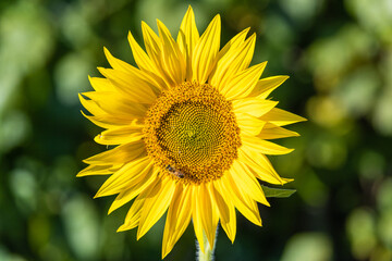 A sunflower against a background of green leaves with a bee pollinating it