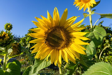 Sunflowers against the background of the blue sky
