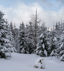 Alpine mountain snowy winter fir forest with snowdrifts