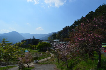 Sunset over Mount Fuji and the lakes of Honshu Island during Cherry Blossom (Hanami) in Japan