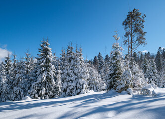 Alpine mountain snowy winter fir forest with snowdrifts