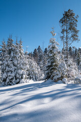 Alpine mountain snowy winter fir forest with snowdrifts