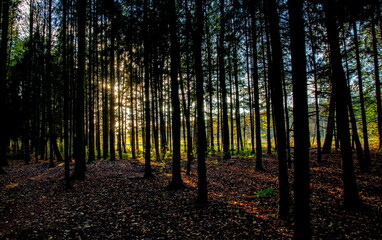 Fototapeta premium Forest in autumn
