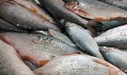 freshwater fishes at local market