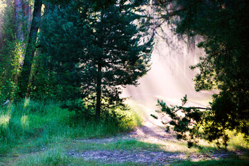 Fototapeta na wymiar Nature background spring morning misty woods, the rising of the morning sun's rays sun light, mystical
