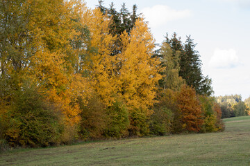 Wald im Herbst; Dorf