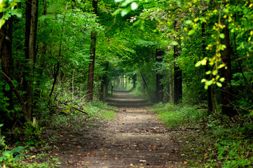 Woodland Path - I