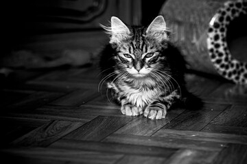 Portrait d'un adorable chaton angora tigré
