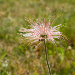 Pulsatilla Vulgaris Frucht Küchenschelle
