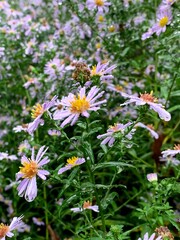 Rain drops on flowers. Colorful. Macro.  Close-up