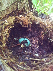 bird nest on a tree