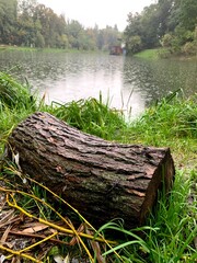 Autumn rain in Kyiv, Ukraine. Park. Syrets