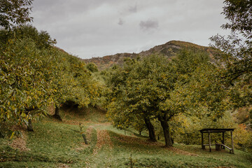 autumnal glimpse in an Italian chestnut grove