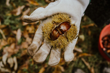 close up of a half open chestnut hedgehog