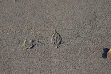 Leaf Imprint