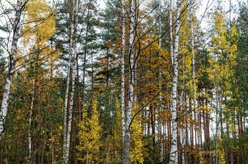 autumn in the forest
