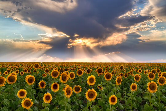 Sunrays over the rows of sunflower fields