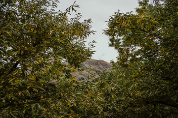 closeup of a chestnut tree in autumn