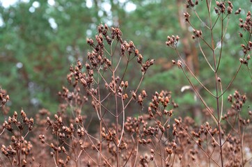 red and green leaves