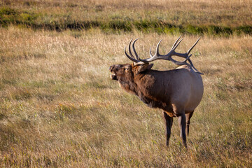 Bugling Male Elk during the Rut in Rocky Mountain National Park