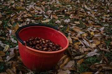 detail of a basket of freshly picked chestnuts in a natural autumn context