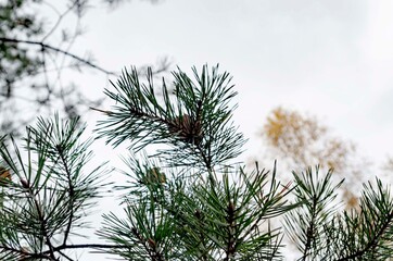 branches of a pine tree