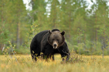 serious look of a wild brown bear (ursus arctos)
