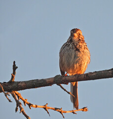 A Song Sparrow Bird Looks Forward Perched on a Tree Branch Soaking in the Morning Sunlight with an Orange Colored Sunrise at Dawn