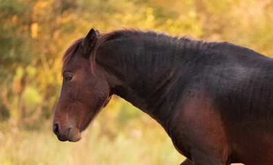 Wild Horses of Corolla