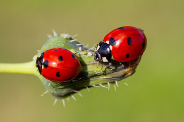 ladybug on a leaf