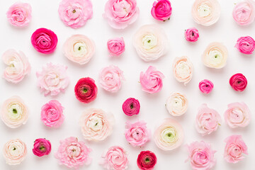 Beautiful colored ranunculus flowers on a white background. Spring greeting card.