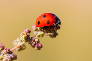 ladybird on a flower