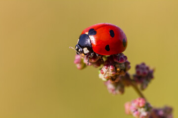 ladybug on a flower
