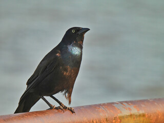 Common Grackle Bird Gives a Profile View While Sitting on Guardrail with Lake Water in Background Showing Its Yellow Eye and Iridescent Feathers in the Sunshine
