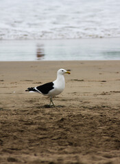 seagull on the beach