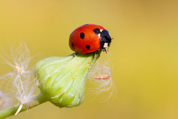 ladybug on leaf