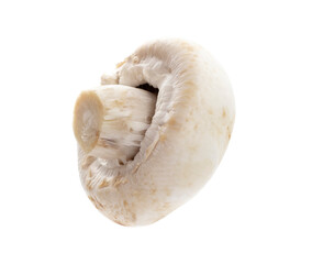 champignon isolated on a white background.