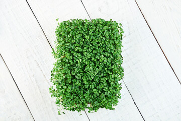 Microgreen broccoli. Concept of home gardening and growing greenery indoors