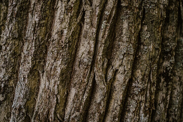 closeup of a chestnut tree in autumn