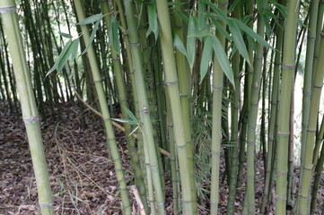 Verde bambu