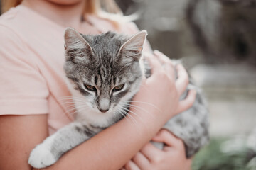 girl holding grey cat. unrecognizable little girl with mixed breed kitten. pet care concept. 
