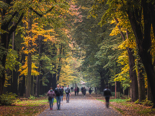 Obraz premium Autumn colors in the leaves of trees in the park