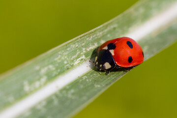 ladybug on leaf