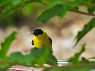 American Goldfinch Male Bird Sitting on Bird Bath Does a Spit Take Turning Head Sideways and Spitting Out Water in Between Green Leaves