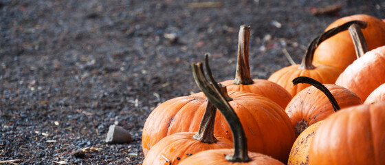 Citrouilles sur bitume