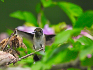 Ruby-Throated Hummingbird Flying to Perch on Branch with Feet Up Ready to Grab Stem Next to Green Leaves