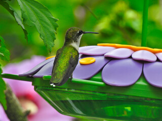 Ruby-Throated Hummingbird Perched on Purple Flower Shaped Bird Nectar Feeder with Pink Flower Blooms and Green Leaves in Background
